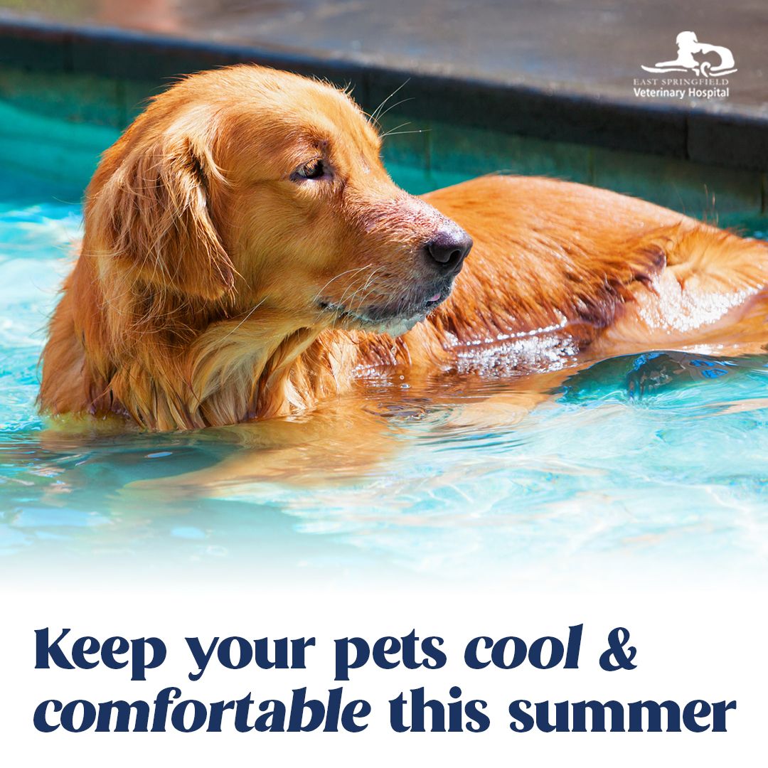 how to take care of dogs during summer